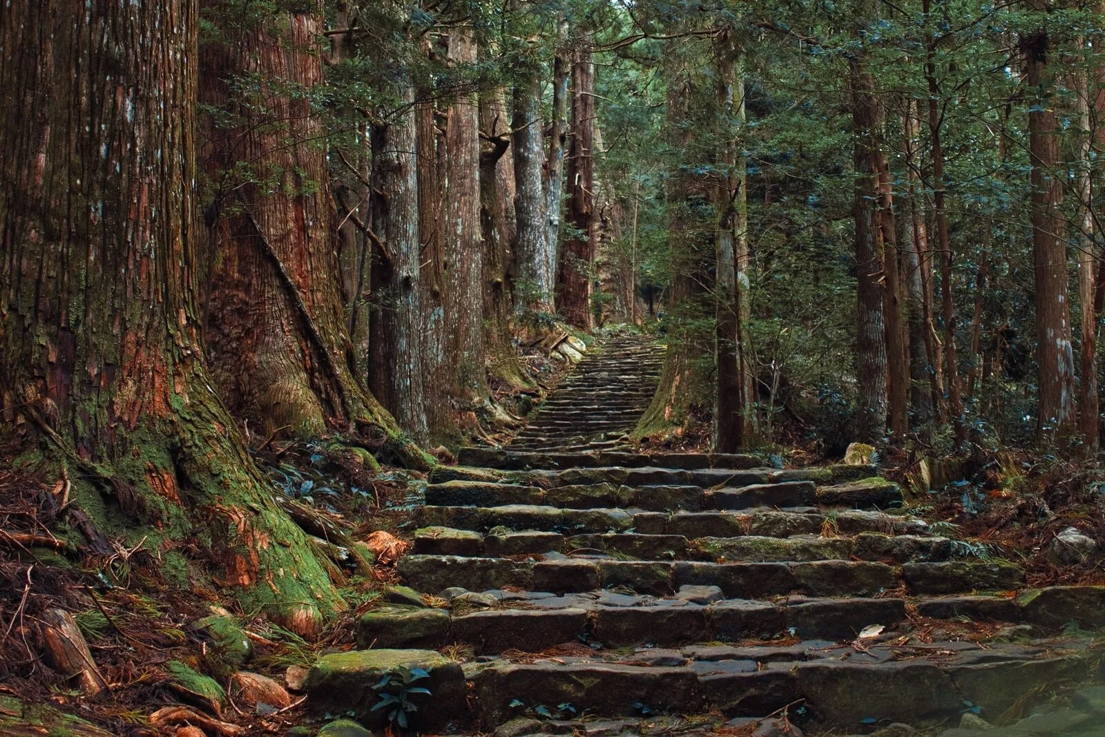 Moss-covered stone steps climbing through a towering cedar forest on the Kumano Kodo in Japan